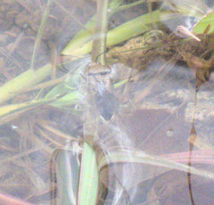 Pentatomomorpha