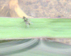 Diptera
