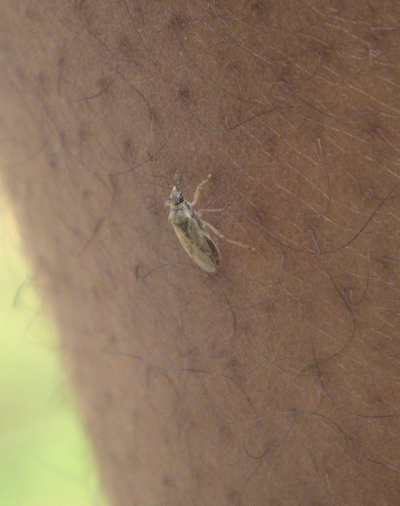 Neortholomus jamaicensis