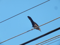 Quiscalus mexicanus