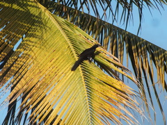 Quiscalus mexicanus