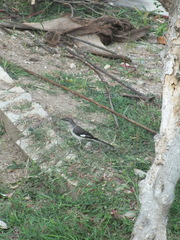 Mimus polyglottos