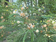 Leucaena leucocephala