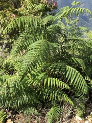 Pteridium revolutum