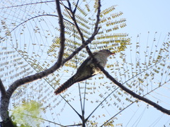 Cacomantis sonneratii