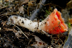 Microstoma protractum