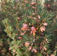 Brachyloma ericoides