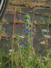 Echium vulgare