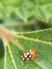 Cryptocephalus perelegans