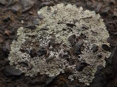 Protoparmeliopsis muralis