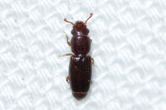 Bactridium striolatum