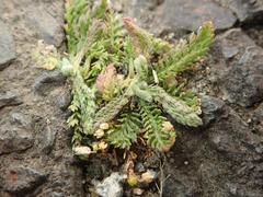 Achillea millefolium