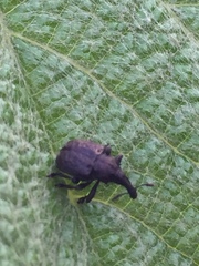 Aspidobyctiscus lacunipennis