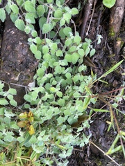 Codonopsis kawakamii