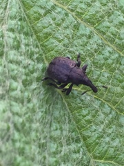 Aspidobyctiscus lacunipennis