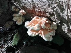 Laetiporus cremeiporus