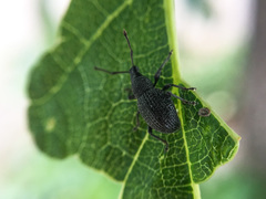Otiorhynchus pinastri