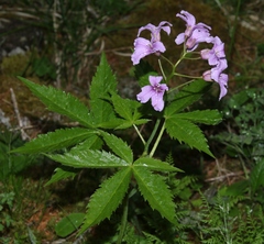 Cardamine pentaphyllos