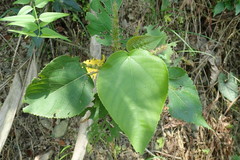 Acalypha angatensis