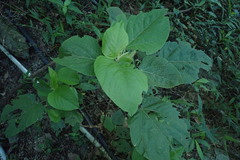 Acalypha angatensis