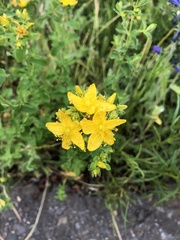 Hypericum × desetangsii