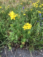 Hypericum × desetangsii