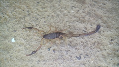 Centruroides nigrimanus