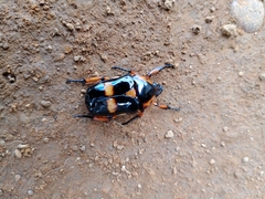 Heterorrhina paupera