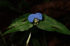 Commelina auriculata