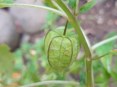 Physalis angulata