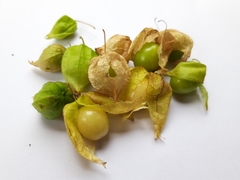 Physalis angulata