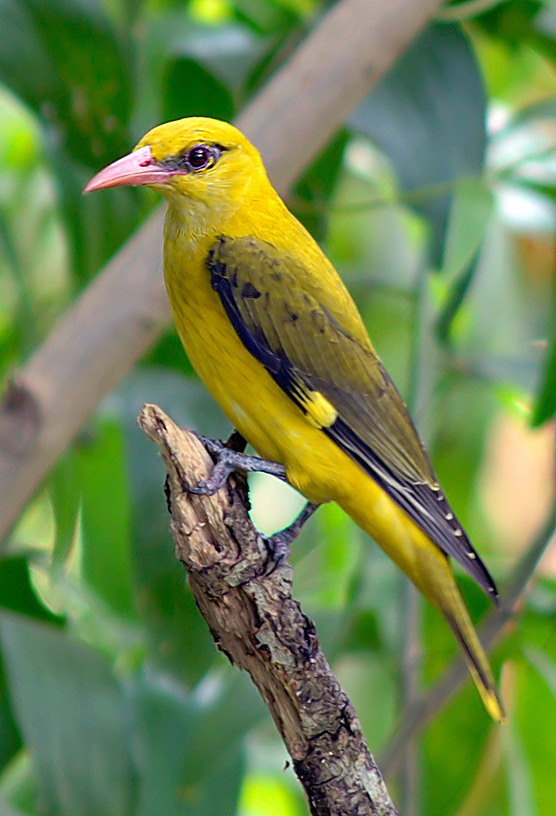 Indian Golden Oriole