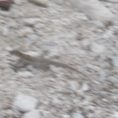 Aspidoscelis cozumela