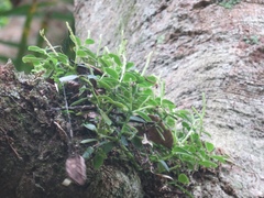 Peperomia urvilleana
