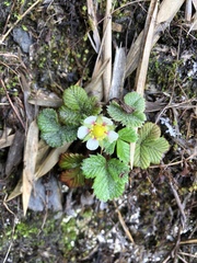 Fragaria hayatae