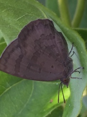 Arhopala japonica