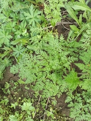 Sphallerocarpus gracilis