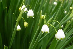 Leucojum aestivum pulchellum