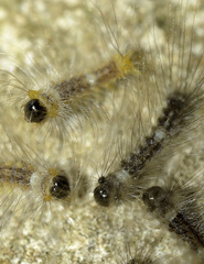 Lymantria ampla