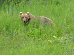 Ursus arctos middendorffi