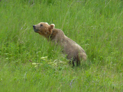 Ursus arctos middendorffi