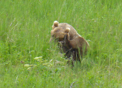 Ursus arctos middendorffi