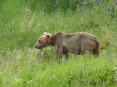 Ursus arctos middendorffi