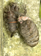 Lymantria ampla