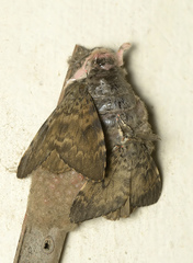 Lymantria ampla