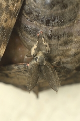 Lymantria ampla