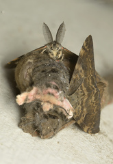 Lymantria ampla