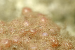 Lymantria ampla