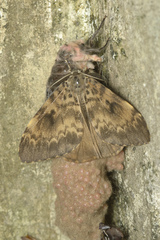 Lymantria ampla