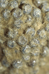 Lymantria ampla